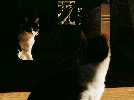 我的奶牛猫