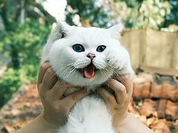 英短银点——胖丁