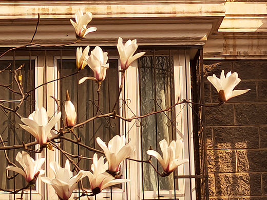 我们要让花儿在阳光下肆意的开放（个人主页-ZNjgxNTUwMzY=） - 风光摄影 - 站酷设计师鹿茗1921原创素材 - 站酷ZCOOL