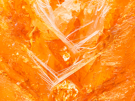 虾干拍摄 | 【阿尔帝】来自深海的凡纳对虾，海洋美味