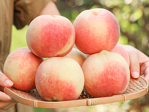 金秋红蜜桃详情页 冬桃视频 桃子摄影图 生鲜水果描述