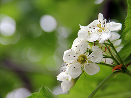 花卉