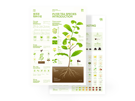 About Pu'er Infographic Design 普洱茶事 信息可视化