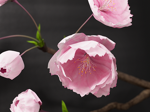 重瓣早樱 - C4D花朵实验（个人主页-ZNjQyMTY4MDg=） - Motion Graphic - 站酷设计师流年赞歌原创素材 - 站酷ZCOOL