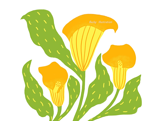 #创作加油站#橙色马蹄莲