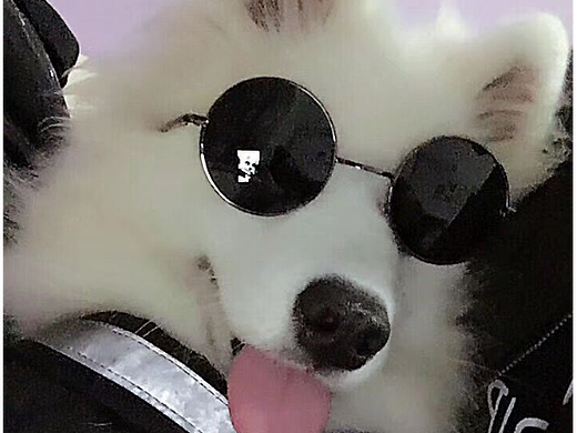 小布丁