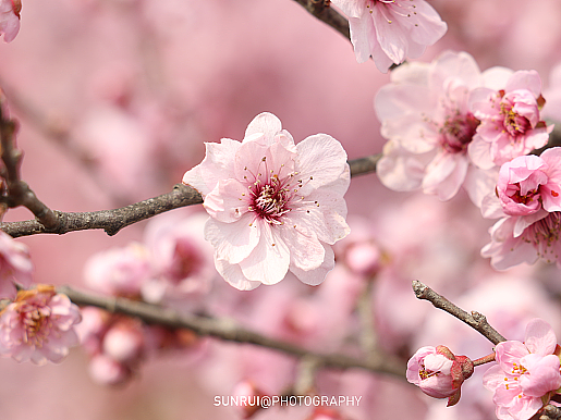 镜头下的春和景明