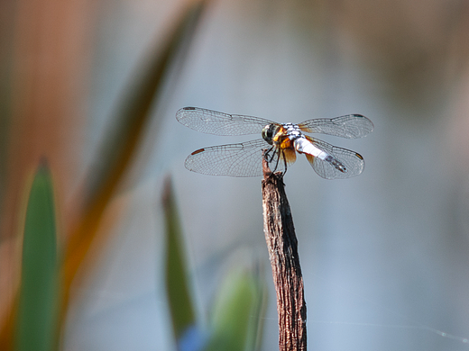 生态拍摄（个人主页-ZNjIzNjk1OTI=） - 产品摄影 - 站酷设计师Z912886030原创素材 - 站酷ZCOOL