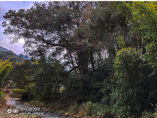 森林人家IV-只缘云雾漫山中