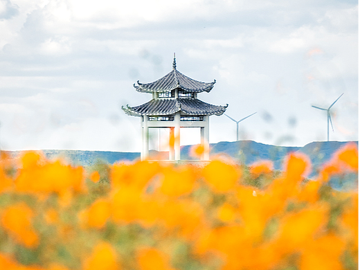 高坡花海
