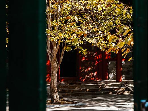 深秋·北京四合院