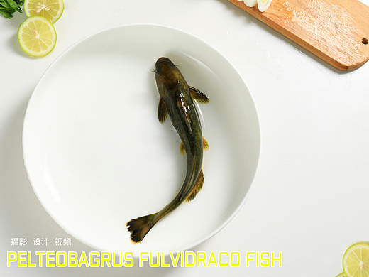 鱼丨黄辣丁丨汉聪摄影