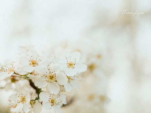 春花（個(gè)人主頁-ZNjMyOTU3NzY=） - 風(fēng)光攝影 - 站酷設(shè)計(jì)師時(shí)間泡沫原創(chuàng)素材 - 站酷ZCOOL