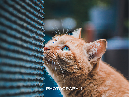 猫的凝视（个人主页-ZNjIzNzYzODA=） - 宠物摄影 - 站酷设计师11ELEVEN原创素材 - 站酷ZCOOL