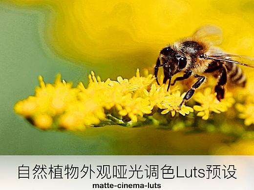 自然植物外观哑光调色Luts预设