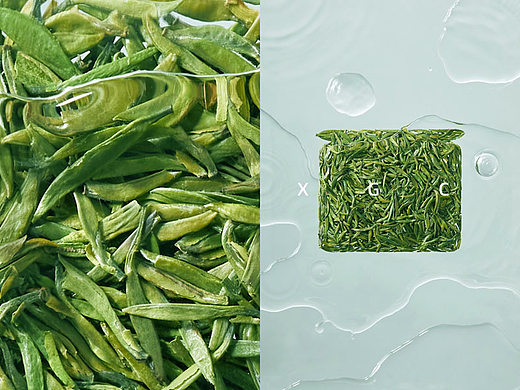 早春绿茶 QUE SHE GREEN TEA
