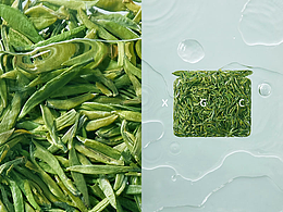早春绿茶 QUE SHE GREEN TEA