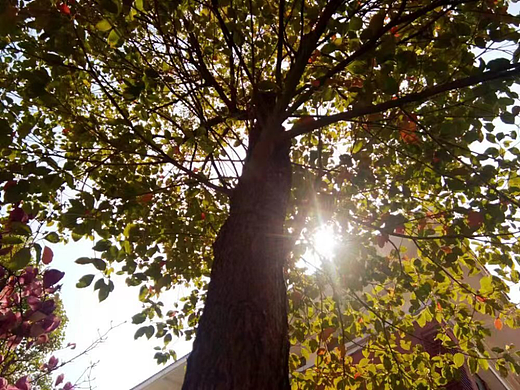 唯一的樹（個(gè)人主頁-ZNjEwNjI1NDg=） - 風(fēng)光攝影 - 站酷設(shè)計(jì)師淡定不能抖原創(chuàng)素材 - 站酷ZCOOL