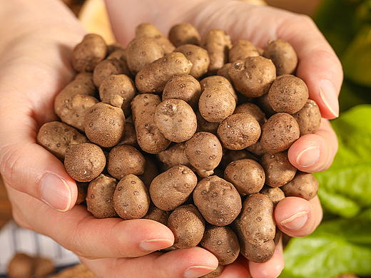 山药豆详情页 山药蛋视频 新鲜蔬菜描述 山药蛋山药豆