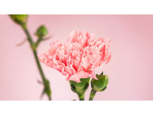 美食摄影 | 母亲节杯子蛋糕拍摄