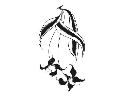 最近看的书籍里面的花卉形态，自己做的临摹联系作品。