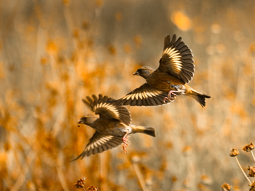 湿地起舞的精灵