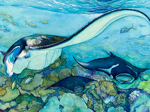 濒危动物系列水彩插画——蝠鲼