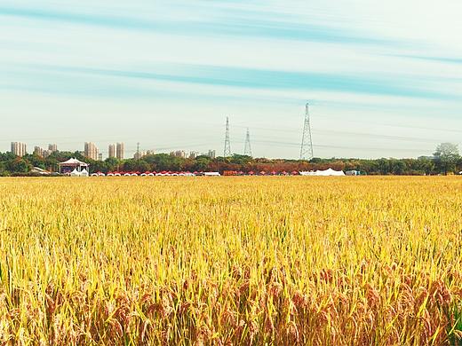 秋季上海郊野公园的稻田