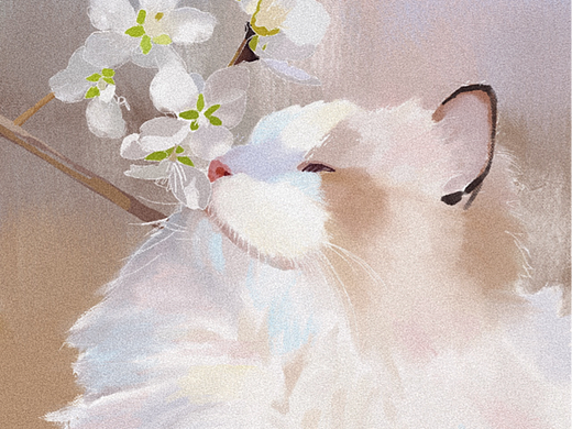 樱花下的布偶猫