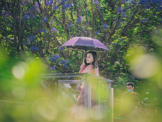 昆明滨江西路，星星点点的蓝花楹人像