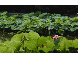 初夏荷塘
