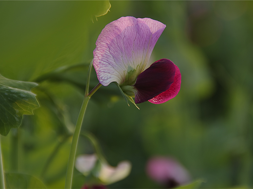 豌豆花