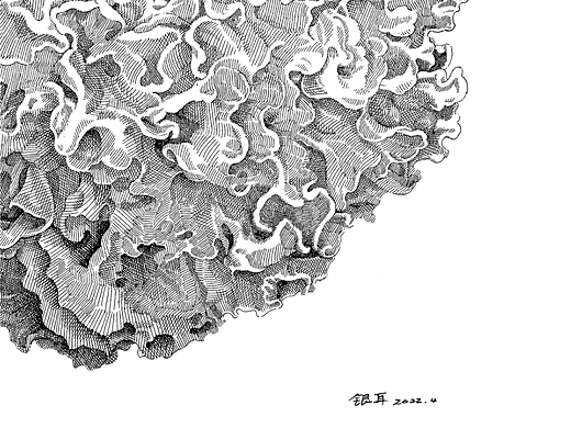 苏武插画《十二本草 . 本草银耳》的创作过程