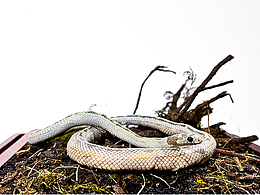 搞白白化加州王蛇