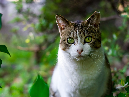 草丛中的猫