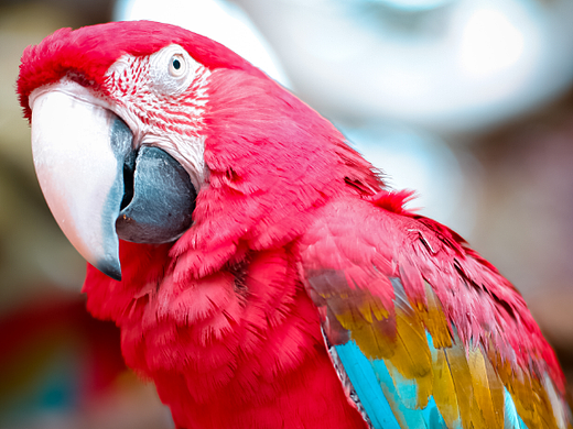 碧峰峡-野生动物园