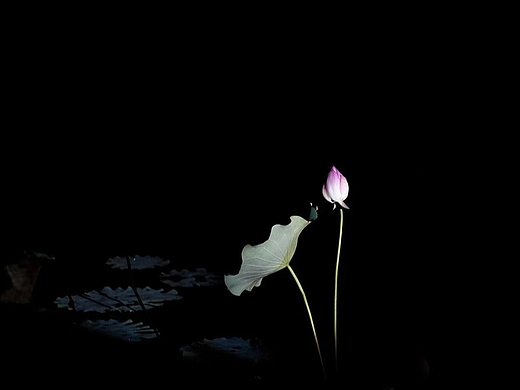 摄影技巧|教您如何拍摄出漂亮荷花照