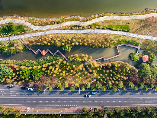 冬日限定|湛江滨湖公园落叶杉红了