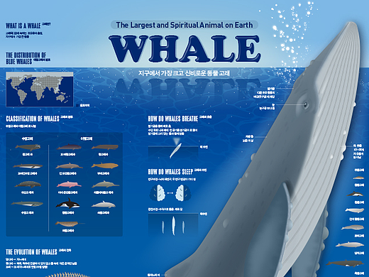 2022_06_鲸鱼_Whale
