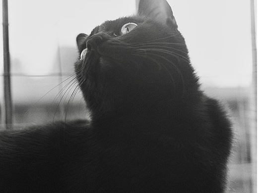 胶片/黑猫