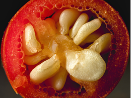 美食摄影|无辣不欢星人必看红辣椒