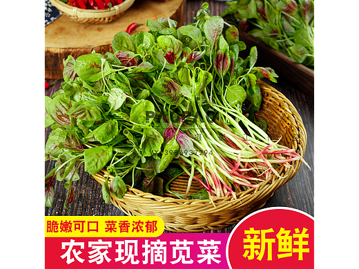 新鲜红苋菜主图，详情，视频全套高清素材可商用