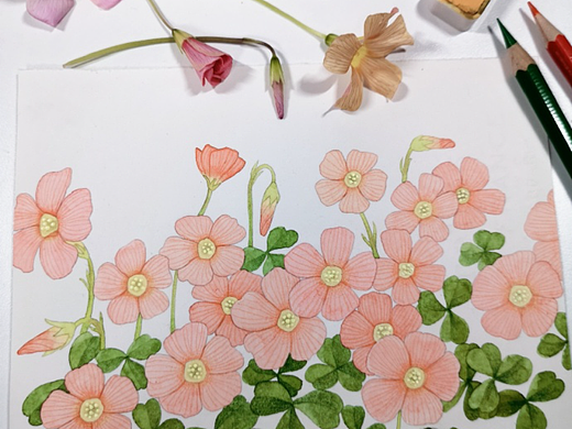 醋酱草 水彩 手绘（个人主页-ZNjY0MTkzOTI=） - 艺术插画 - 站酷设计师花竹子mz原创素材 - 站酷ZCOOL