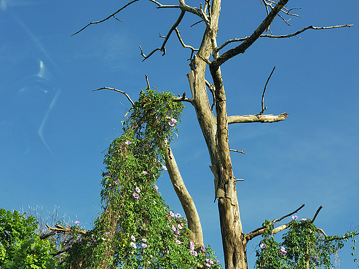 枯木迎春_生命线的延续