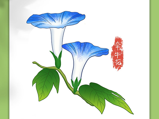 牵牛花