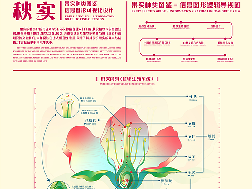 秋实丨植物果实信息可视化设计 X AYuan阿告