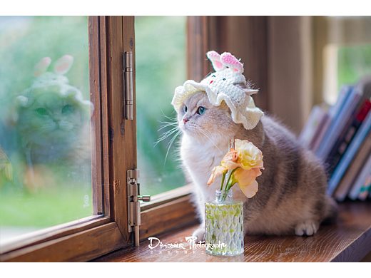 带帽子的小猫咪
