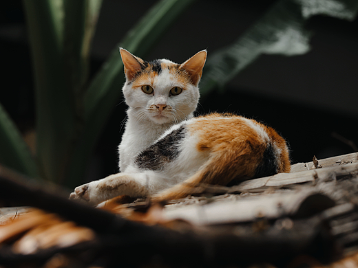 西湖边的猫咪