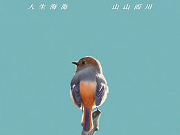 北红尾鸲