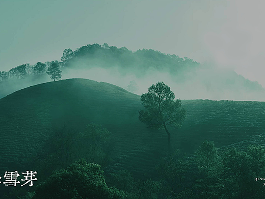 农产品｜茶叶包装设计｜礼品包装设计